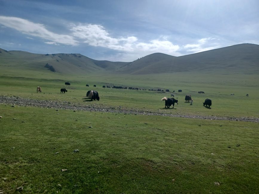 Yaks where there is water