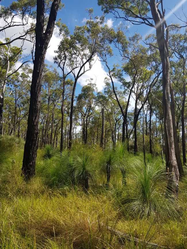 lichter Eukalyptus Wald auf der einen Seite 