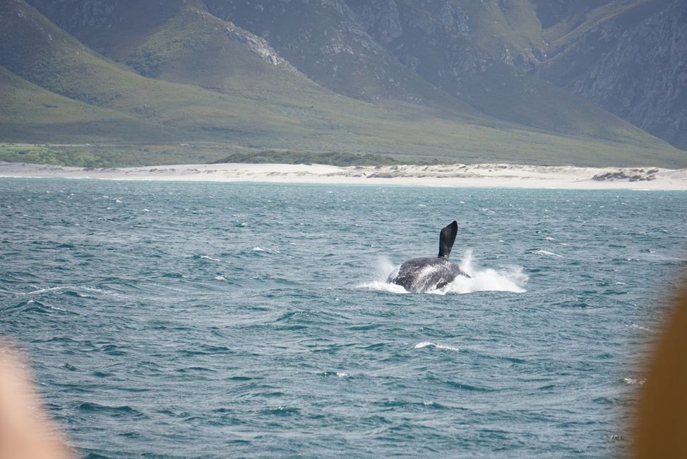 Hermanus ♥️