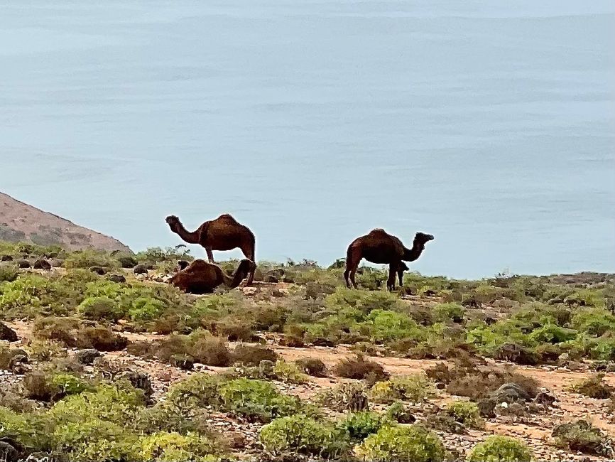 Camels resting against the backdrop of the sea. (Photo: Birgit)