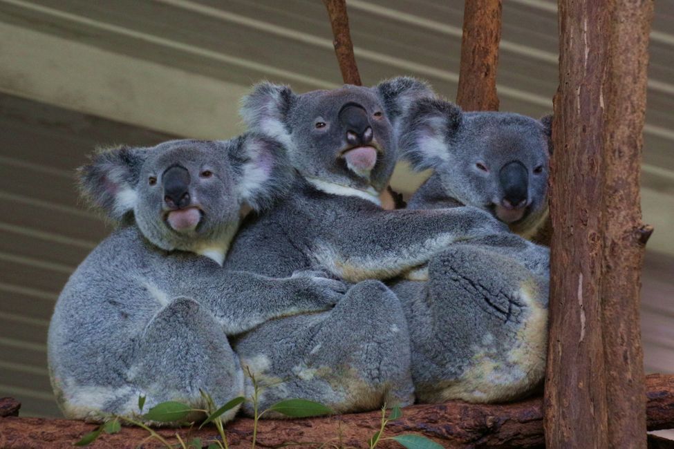 Kuschelstunde bei den Koalas