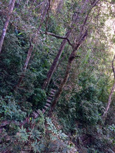 Unser Weg durch den Regenwald