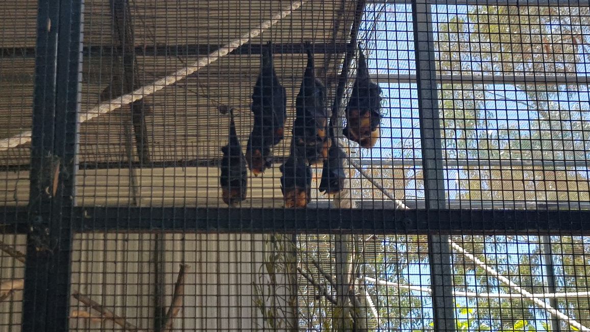 flying Foxes