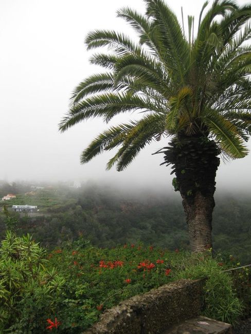 Blom-eiland in die Atlantiese Oseaan - Madeira