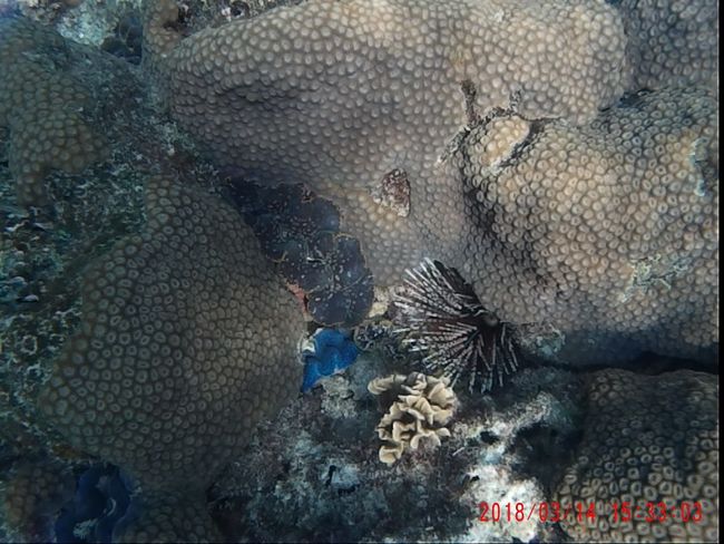 Seeigel und Korallen