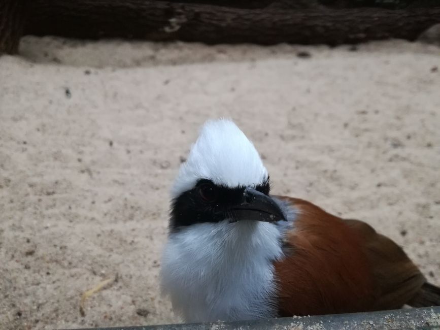 Ein kleiner, neugieriger Vogel