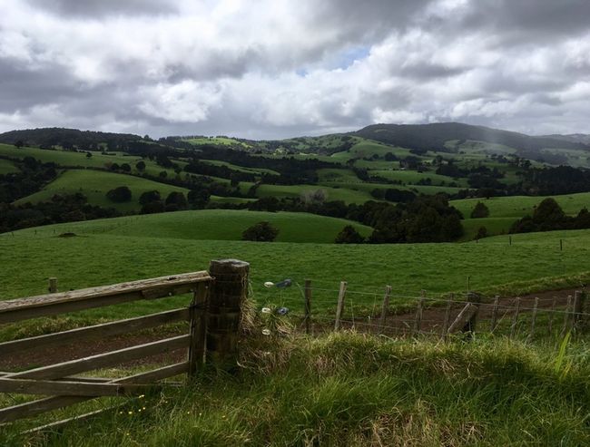 NEW ZEALAND - Farm Work Pukenui Part 1