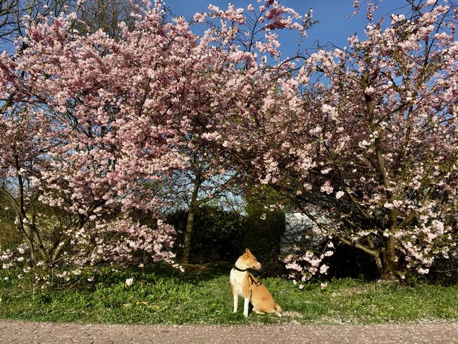 Blumen im Vordergrund Hund