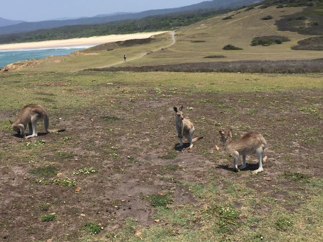 Chapter 4: Sydney, New Year's Eve, and Family Time