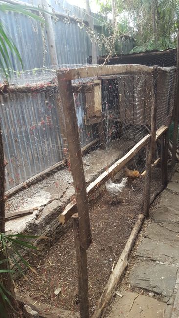 Renovated chicken coop