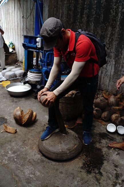 K zeigt uns, wie man die Kokosnuss aus dem faserigen Mesokarp löst