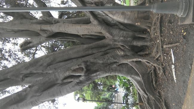 Ceiba-Baum 
