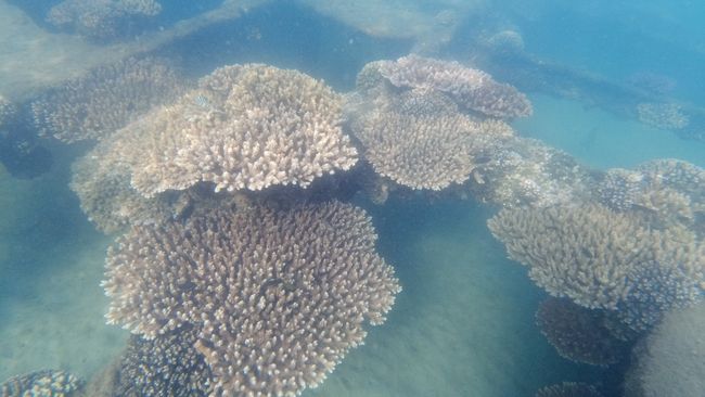 Increíble buceo, canguros y koalas