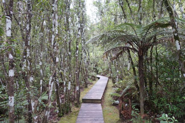 Tag 14 • Tongariro Nationalpark (Whakapapa) - Rotorua
