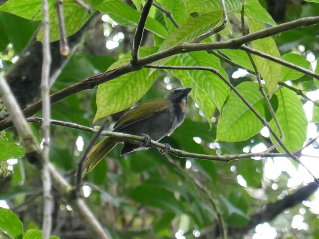 Clay-colored thrush, national bird of Costa Rica