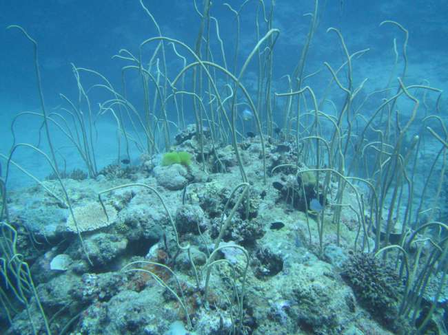 Tag 10: Tauchen Great Barrier Reef vs. Resort