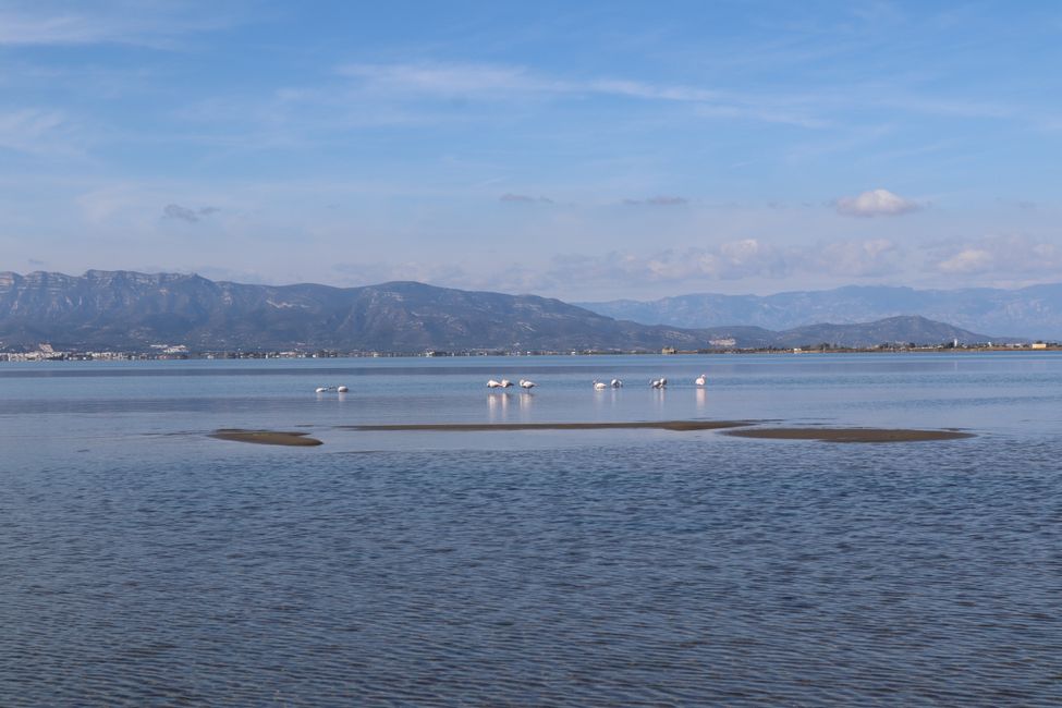 Flamingos in the Ebro Delta
