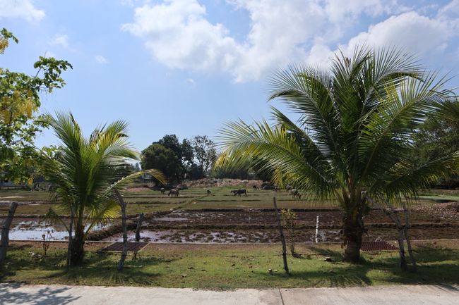 A dry rice field in the island interior.