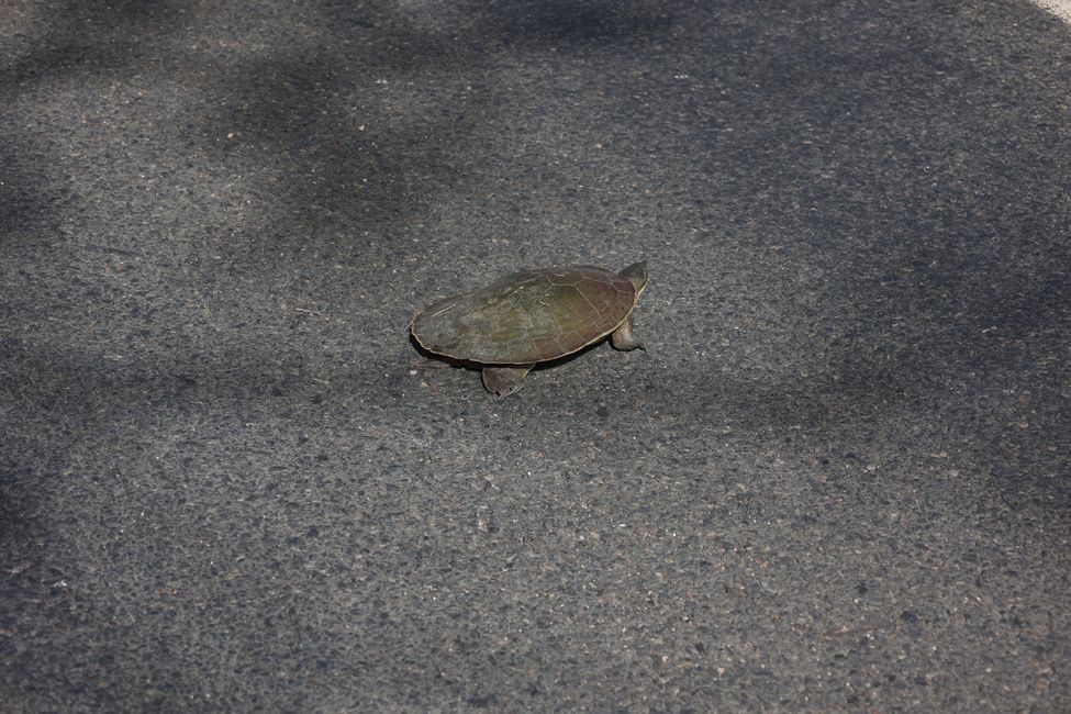 turtle on the street