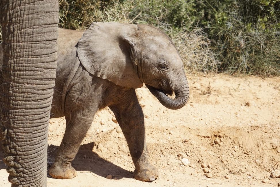 Safari in Addo Elephant National Park