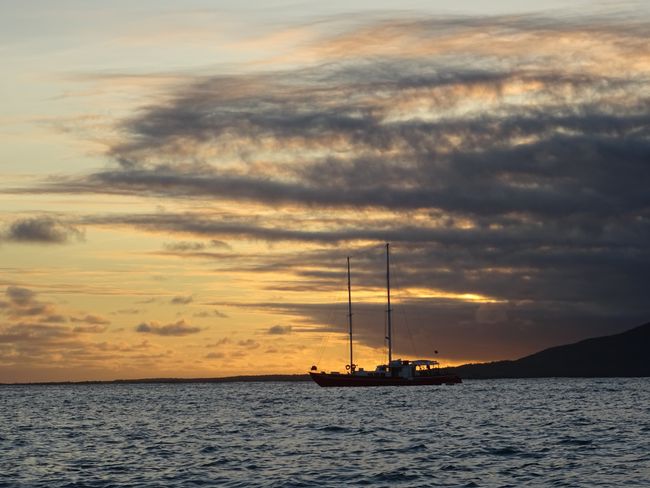 Galapagos-Seemannsgarn von der Seehundbank