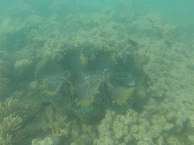 Giant clam! At least 1 meter long!