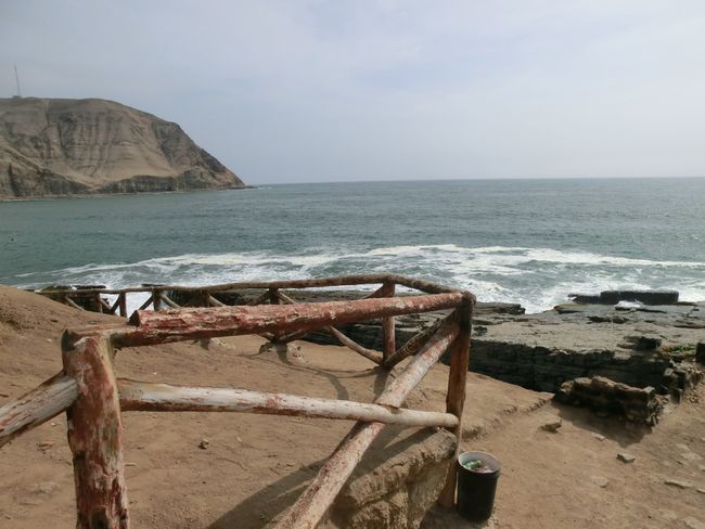 Dolphins, pelicans, crabs and fish - on the coast of Chorillos