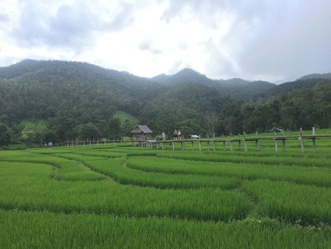 Pai city between the rice fields