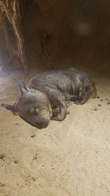 Zoo - schlafendes Wombat