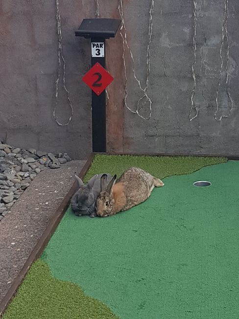 'Bunny Golf'