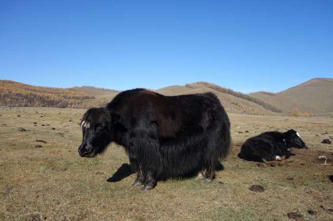 In the mountainous area, you can see a lot of yaks