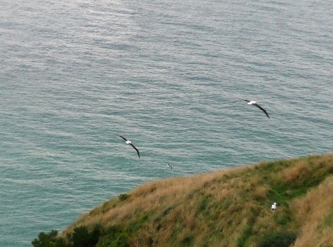 Otago Peninsula - Castle, Albatrosses and Penguins (New Zealand Part 36)