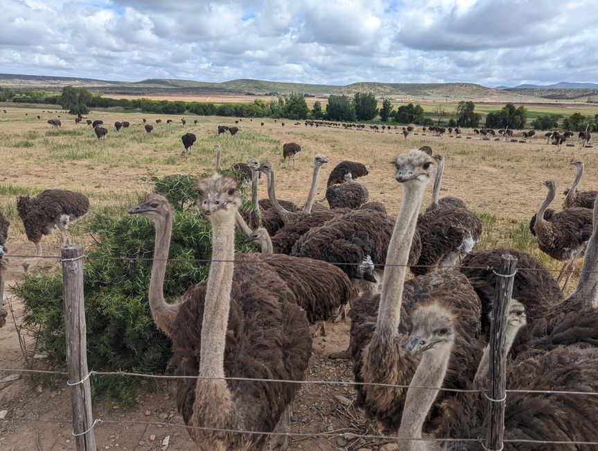 D'Oudtshoorn à Hermanus - avec un détour dans le 'Midwest'