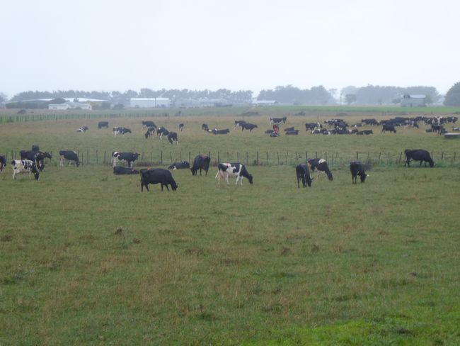 Farm stay or the night with 600 cows