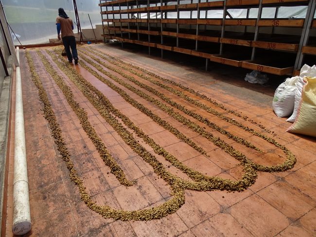 Drying the coffee using the sun (although most of it is dried mechanically)