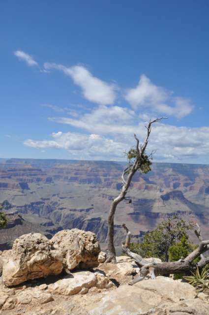 Entlang am South Rim des Grand Canyon