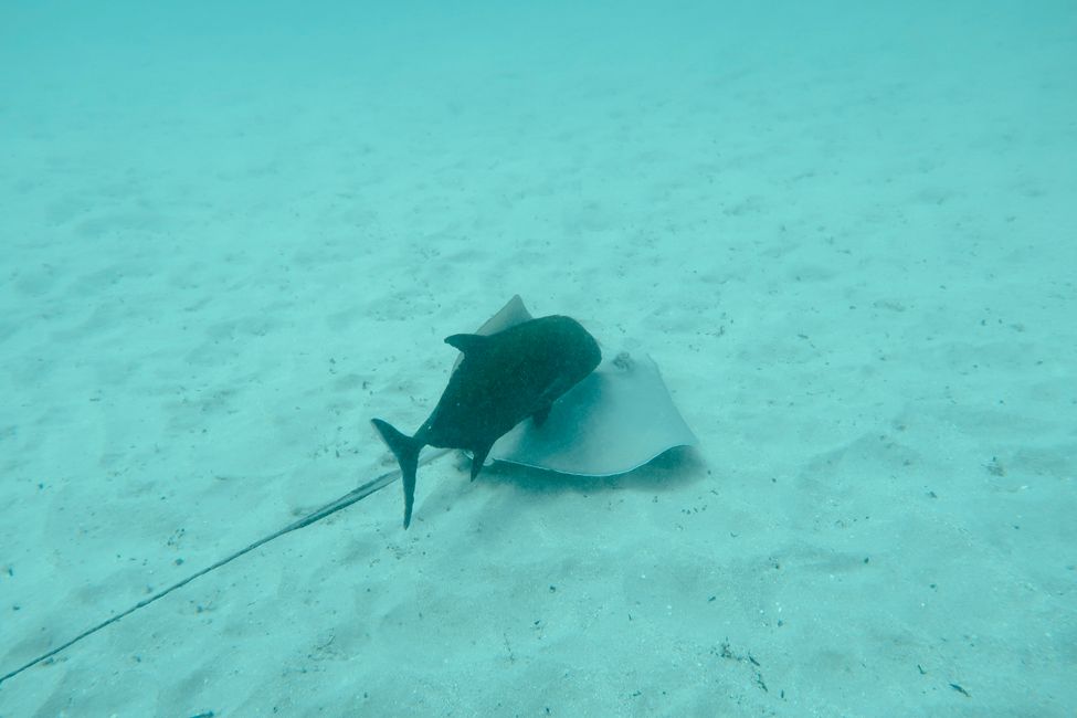 Stingray and its lunch date