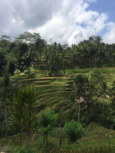 Beautiful rice terraces