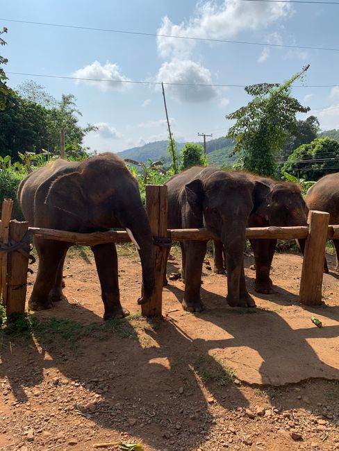 🐘 Парк спасения слонов