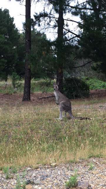 Erstes lebendes Kangaro 