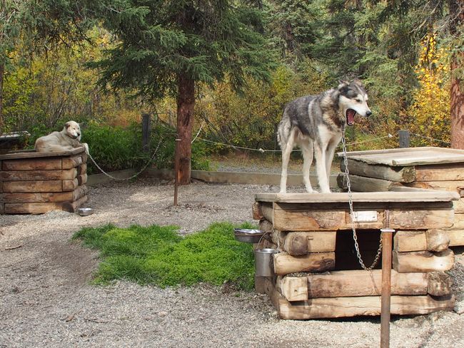 Denali National Park & Sled Dogs