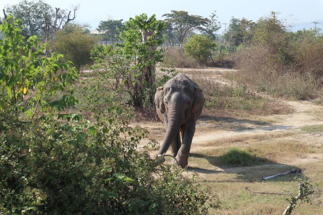 An elephant approaches,...