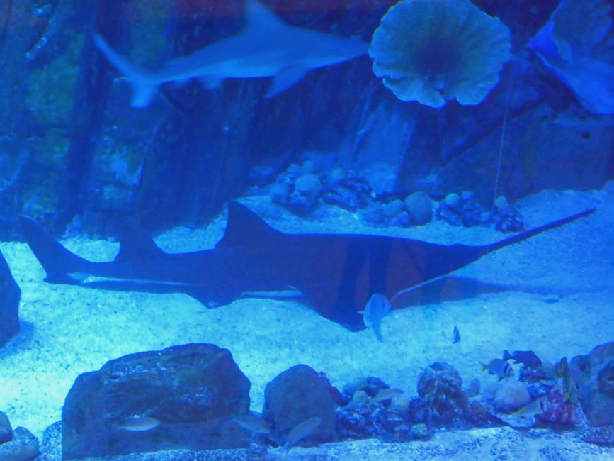 Aquarium in the mall
