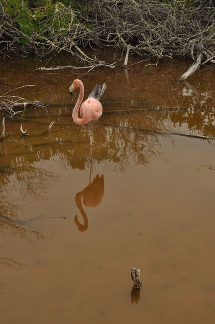 Wild Galapagos flamingos