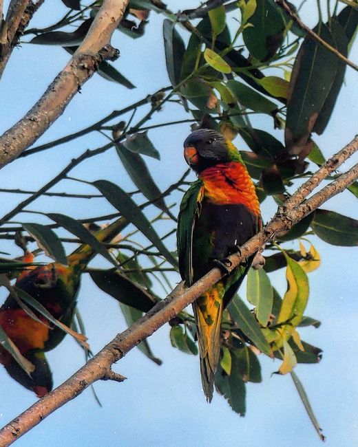 Lauter Papageien in den Bäumen