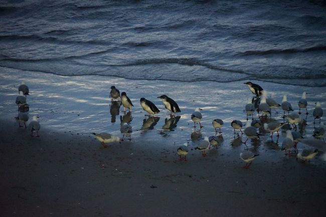 Abends kehren die kleinen Pinguine vom Jagen zurück