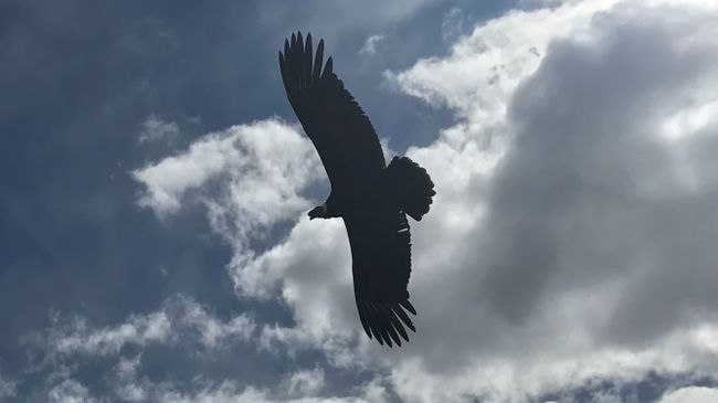 ColcaCanyon!!! Ein Traum ging in Erfüllung!1mal einen Condor in freier Wildbahn beobachten über dem über 2350m tiefer liegenden ColcaRiver! Diese Vögel sind einfach riesig🙈😎🦅🦅🦅🦅