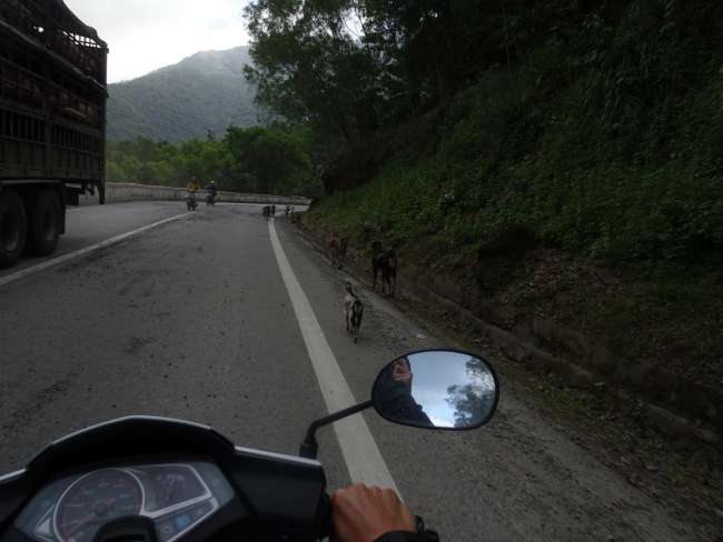 On the Hai Van Pass between pig trucks and goats