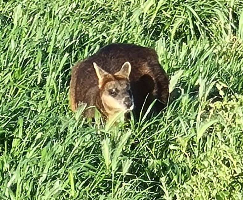 Es hüpft ausnahmsweise mal nicht 🦘