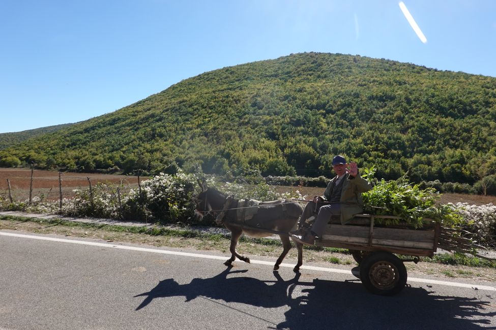 Jours 74 à 76 Goricë e Vogël, Macédoine du Nord, adieu, baguage d'oiseaux... et beaucoup d'ânes